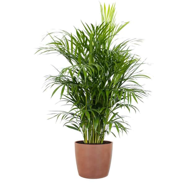 United Nursery Areca Palm Dypsis lutescens Indoor Outdoor Live Plant in ...