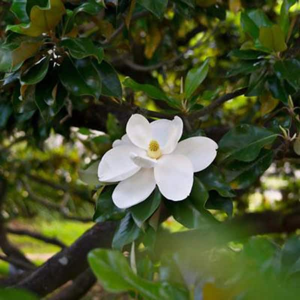 My Southern Magnolia just bloomed this morning. : r/gardening