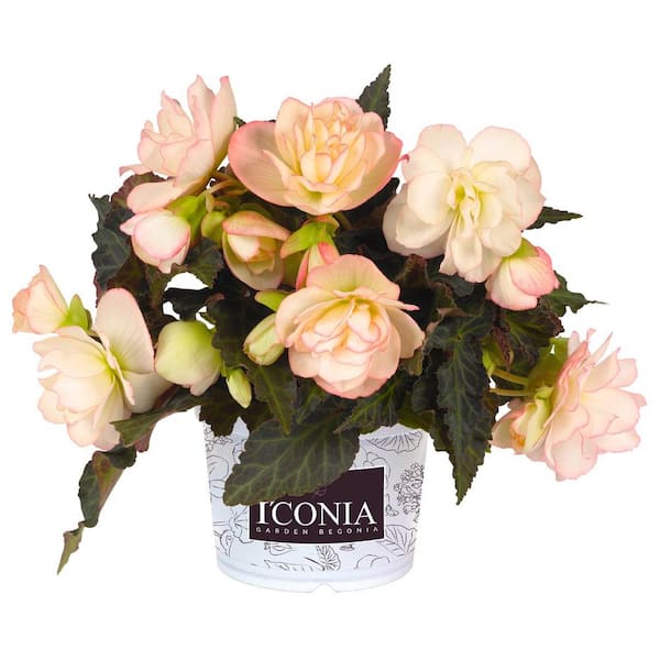 BELL NURSERY 12 in. Miss Miami Red I'conia Begonia Annual Live Plant in Hanging Basket