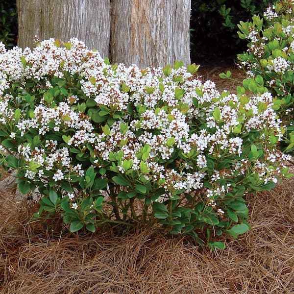 SOUTHERN LIVING 2 Gal. Spring Sonata Indian Hawthorn, Live