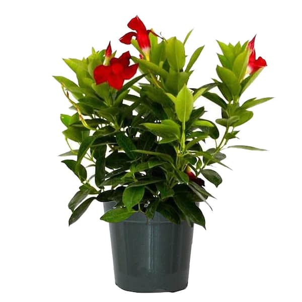 United Nursery 24 in. to 28 in. Tall Dipladenia Bush Pink Flowering Plant Outdoor Plant in 6 in. Grower Pot
