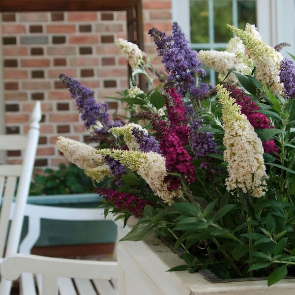 2.5 Qt. Buddleia 3-in-1 Flowering Shrub with Red, White and Purple Flowers