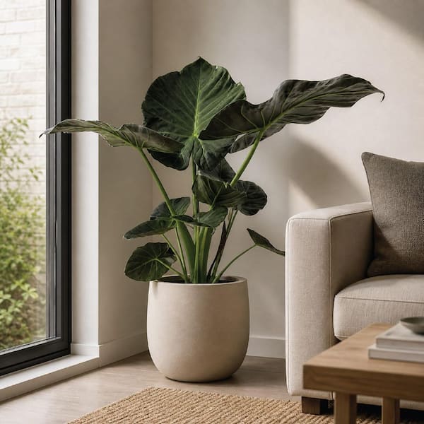 NATURE'S WAY FARMS 1.72 Gal. Regal Shields Alocasia Elephant Ear