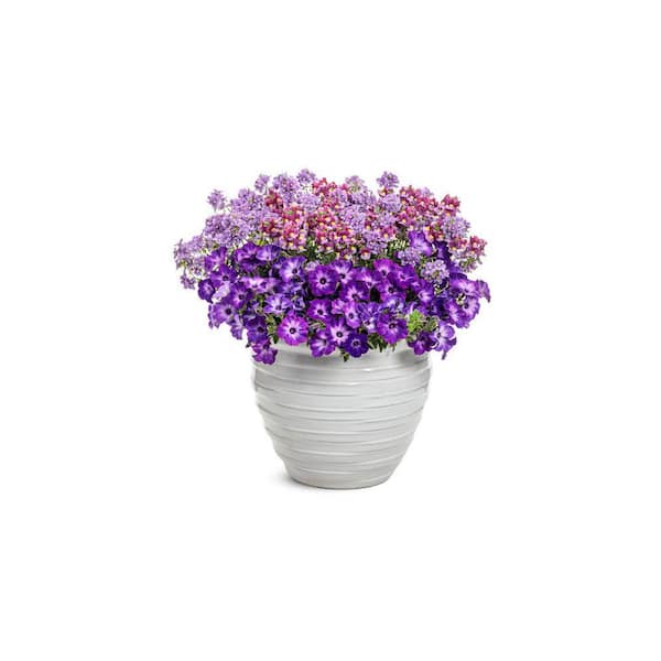 METROLINA GREENHOUSES 2 qt. Petunia Supertunia Tiara Blue Annual