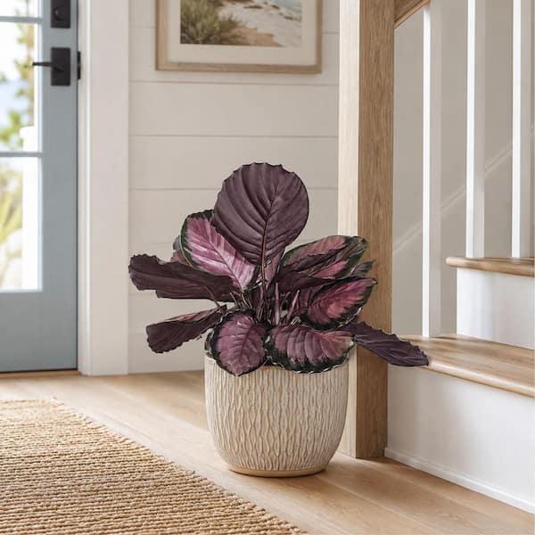 NATURE'S WAY FARMS 1.72 Gal. Rosy Calathea Indoor Tropical