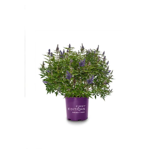 FIRST EDITIONS 1 Gal. Delta Blues Vitex Flowering Deciduous Shrub with ...