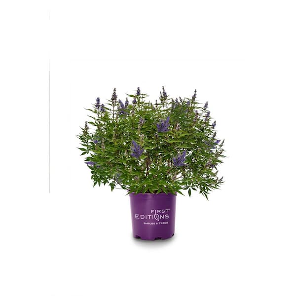 Unbranded 1 Gal. First Editions Delta Blues Vitex Shrub with Purple Flowers