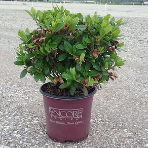 1 Gal. Autumn Sunburst Shrub with Bicolor Coral Pink and White Reblooming Flowers