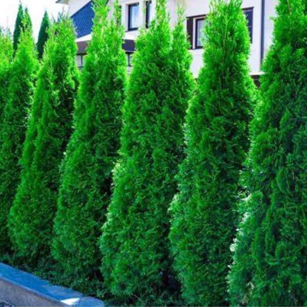 3 Gal. American Pillar Thuja Evergreen Tree