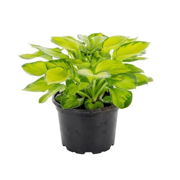 3 Gal. Landscape White Lavender Hosta Perennial Plant (1-Pack)