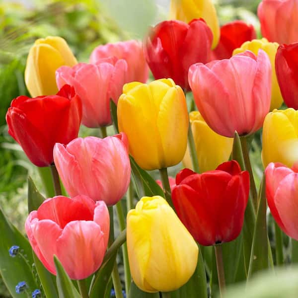 Longfield Gardens Tulip Darwin Hybrid Mix Bulbs (25-Pack)