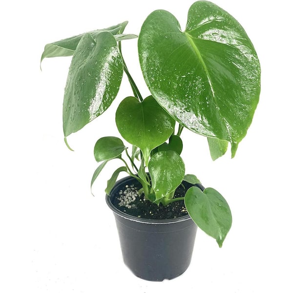 Wekiva Foliage Monstera Deliciosa Plant-Live Plant in a 6 in. Growers Pot-Monstera Deliciosa-Easy to Grow Air Purifying Indoor Plant