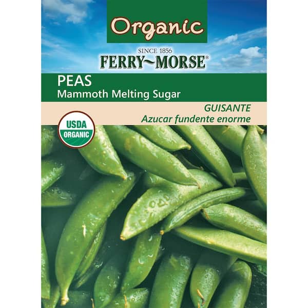 Organic Pea Mammoth Melting Sugar Seed