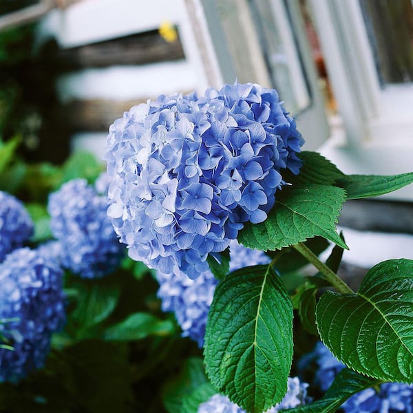 Online Orchards 5 Gal. Big Daddy Hydrangea – Large Flowering