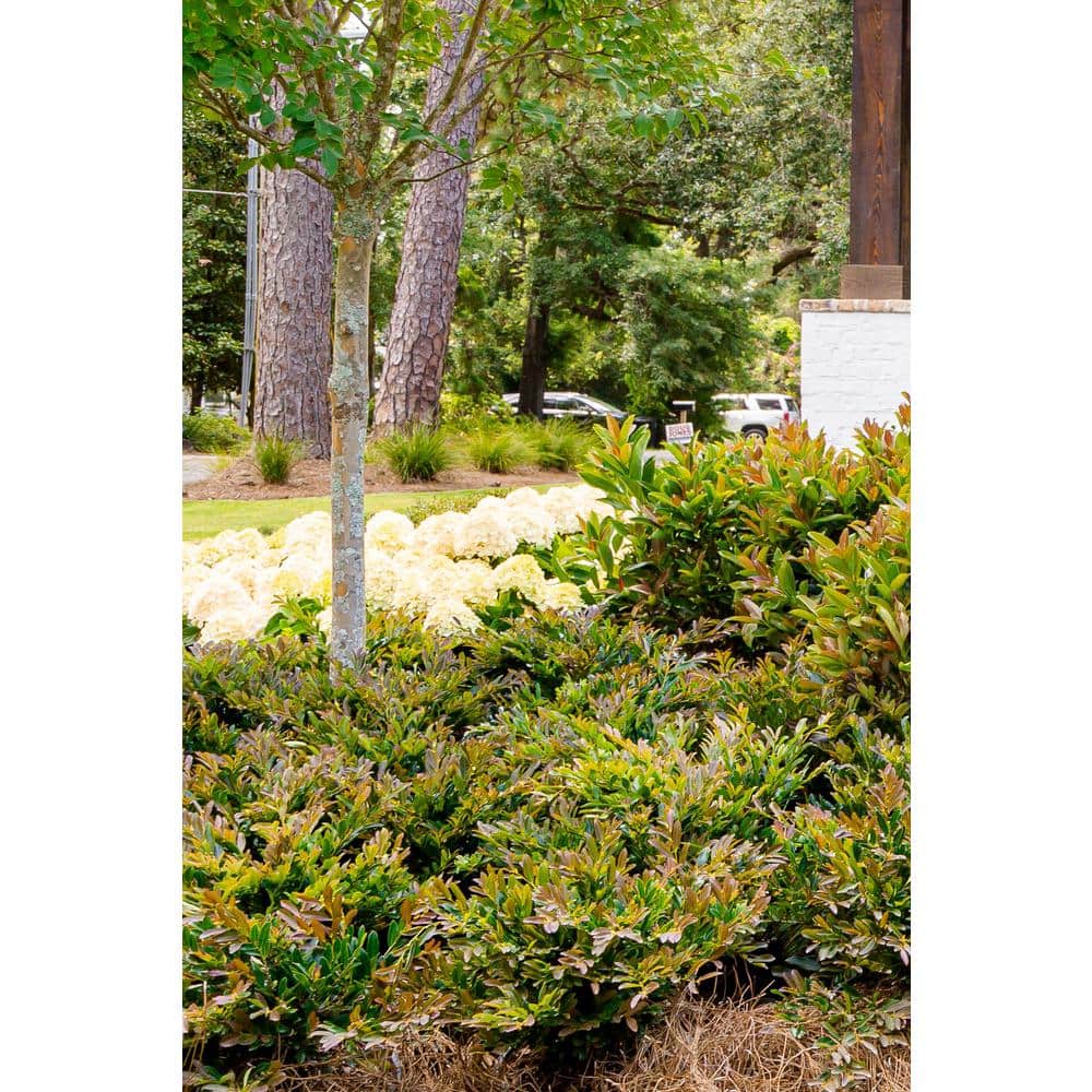 2 Gallon Bronze Distylium Evergreen Shrub for Sun or Shade