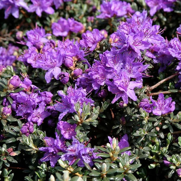 Unbranded 2.5 qt. Dwarf Rhododendron (Rhododendron impeditum) Evergreen  Shrub with Bright Purple Flowers in Spring 1 Each O728501
