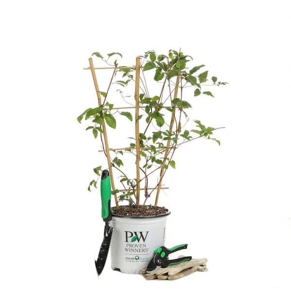 Reviews for PROVEN WINNERS 1 Gal. Viva Polonia (Clematis) Live Shrub,  Purple Flowers with a White Star | Pg 4 - The Home Depot
