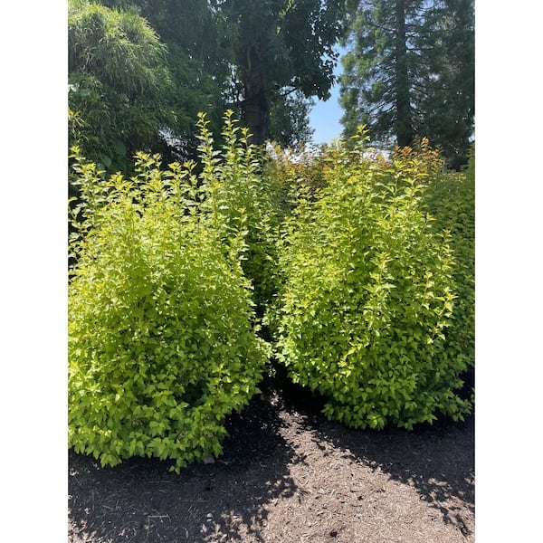 BLOOMIN' EASY 2 Gal. Cougar Cub Ninebark (Physocarpus) Live Shrub