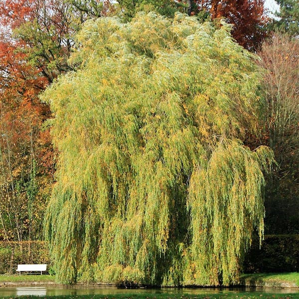 willow tree in fall