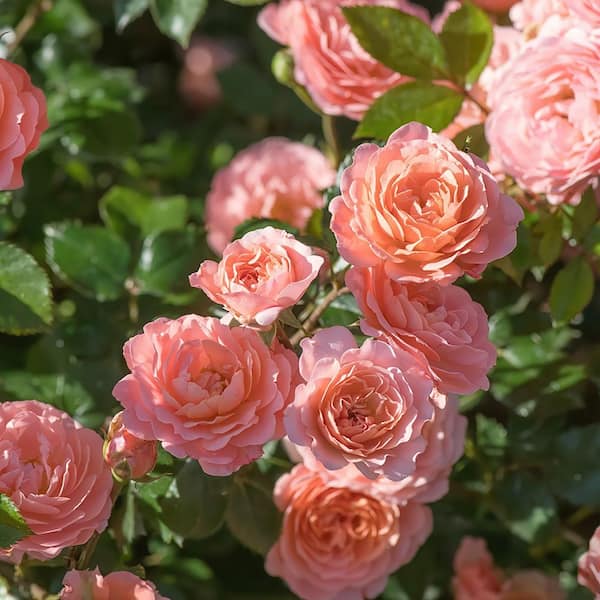PROVEN WINNERS 2 Gal. Oso Easy Double Pink Rose with True Pink