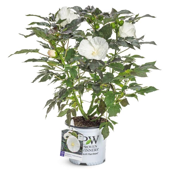 Proven Winners 2 Gal. Summerific Cookies and Cream Rose Mallow
