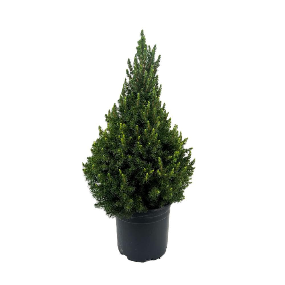 2.25 Gal. Dwarf Alberta Spruce (Picea g. Conica) Live Potted Evergreen Tr