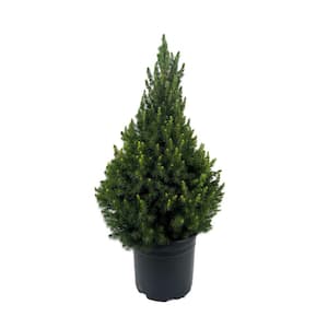 2.25 Gal. Dwarf Alberta Spruce (Picea g. 'Conica') Live Potted Evergreen Tree (1 each)