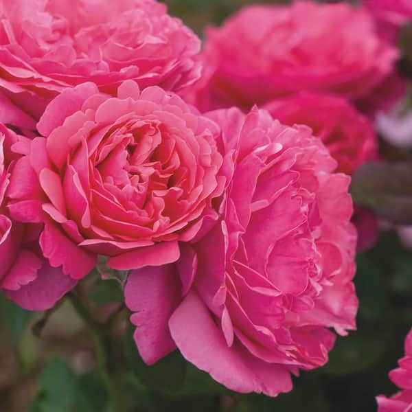 Bareroot Scentables Dee-Lish Hybrid Tea Rose Bush with Deep Pink Flowers (2-Pack)