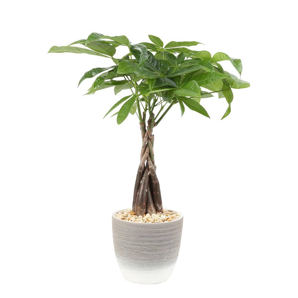 Arne Smaak explosie Costa Farms 5 in. Pachira Plant in Deco Pot PB5AP - The Home Depot