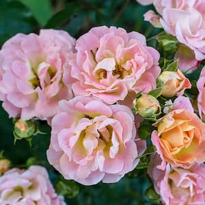 2 Gal. Peach Drift Rose Bush with Pink-Orange Flowers