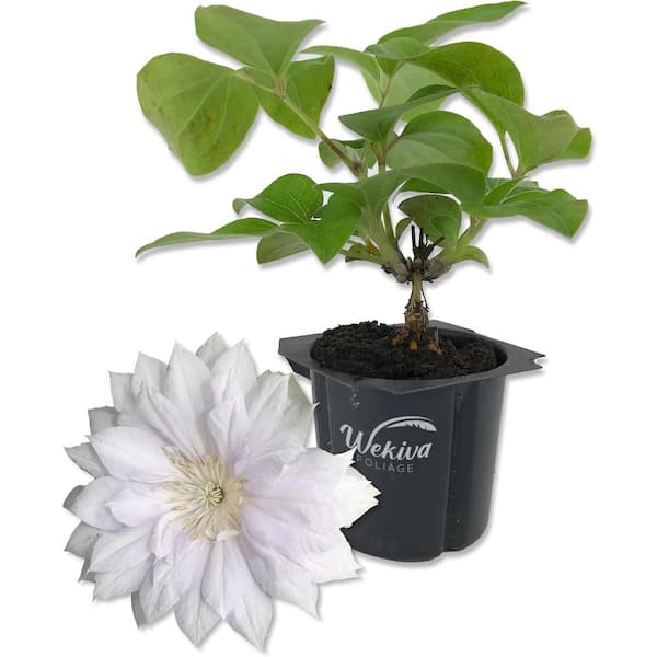 Wekiva Foliage Clematis Belle of Woking-Live Starter Plant in a 2 Inch Growers Pot-Starter Plants for The Garden-For Collectors