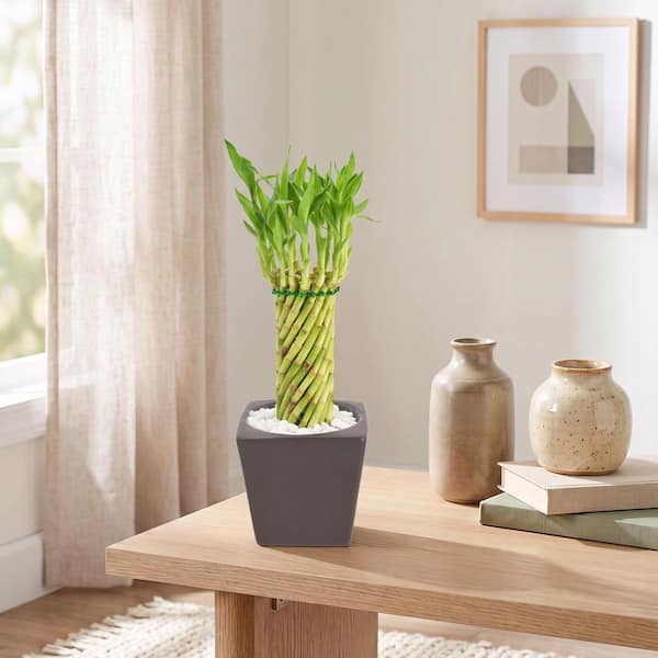 Arcadia Garden Products 4-1/2 in. Tornado Lucky Bamboo Carolina