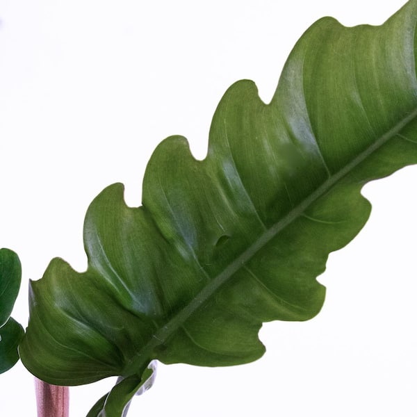 United Nursery Live Philodendron Narrow "Jungle Boogie"  Houseplant in 6 inch White Dcor Pot PHLNRW6HW - The Home Depot