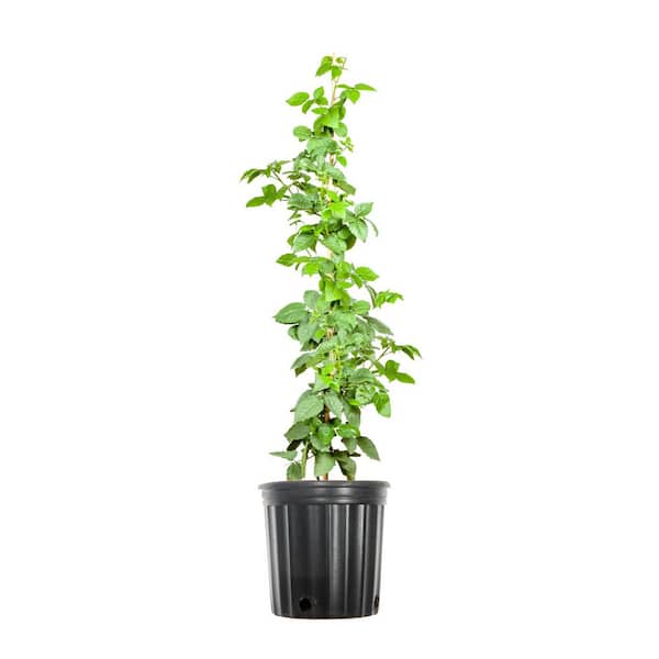Perfect Plants 3 Gal. Arapaho Blackberry Bush in Grower's Pot, Large Fruits Ripen in June