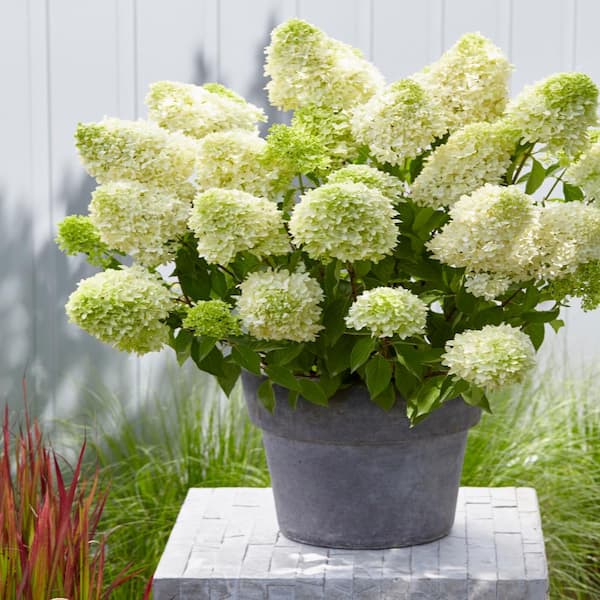 DIRECT GARDENING Skyfall Hydrangea Dormant Bare Root White