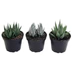 Haworthia Indoor Succulent Assortment in 4 in. Grower Pot, Avg. Shipping Height 5 in. Tall  (3-Pack)