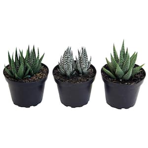 Haworthia Indoor Succulent Assortment in 4 in. Grower Pot, Avg. Shipping Height 5 in. Tall  (3-Pack)