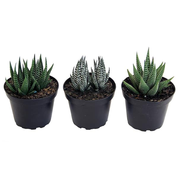 Costa Farms Haworthia Indoor Succulent Assortment In 4 In Grower Pot Avg Shipping Height 5 In