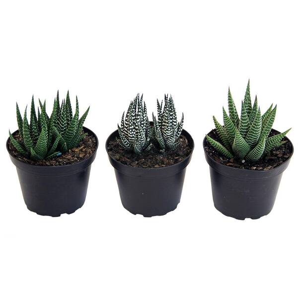 Costa Farms Haworthia Succulent Assortment in 4 in. Grower Pot (3-Pack)