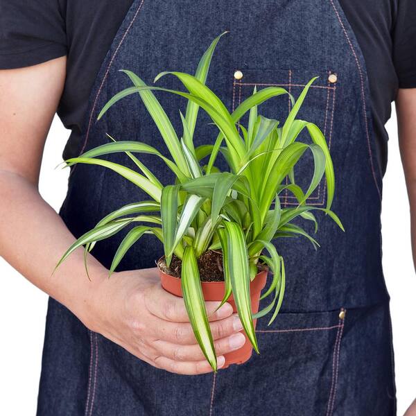 Spider Plant Hawaiian (Chlorophytum comosum) Plant in 4 in. Grower Pot  4_SPIDER_HAWAIIAN - The Home Depot