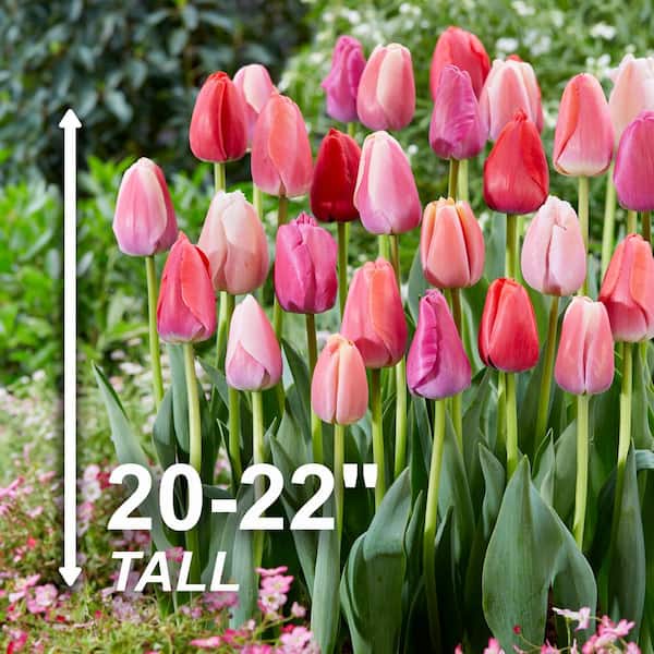 Garden State Bulb 12/+ cm, Darwin Hybrid Pride Mix Multi-Color