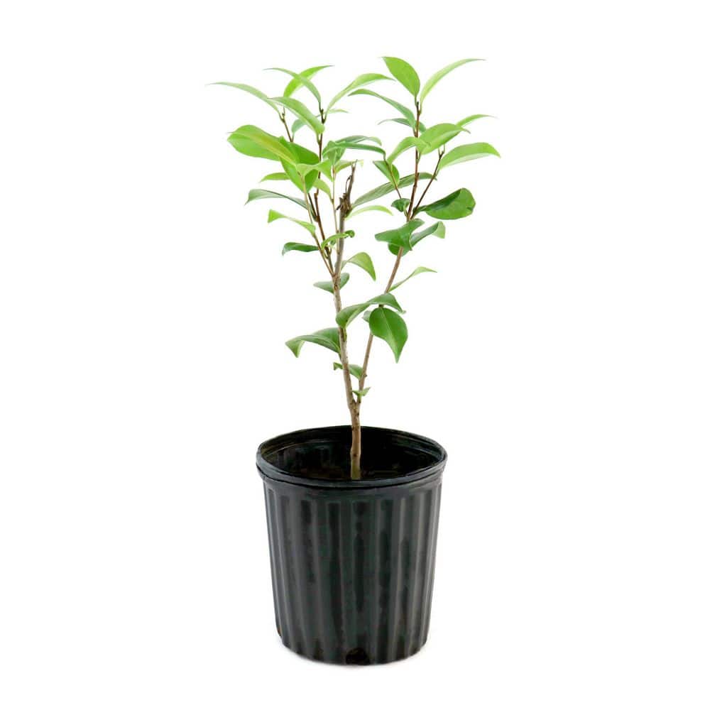 national PLANT NETWORK 3 gal. Camellia Kramer Supreme Live Shrub
