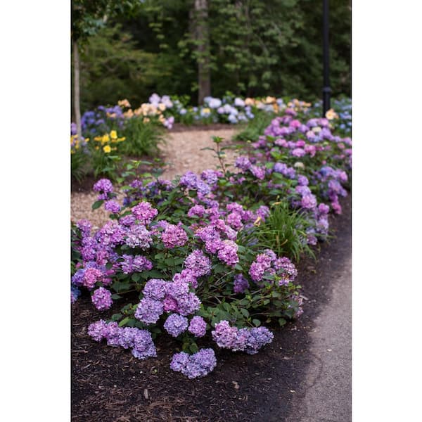 Endless Summer 1 Gal. BloomStruck Reblooming Hydrangea Flowering