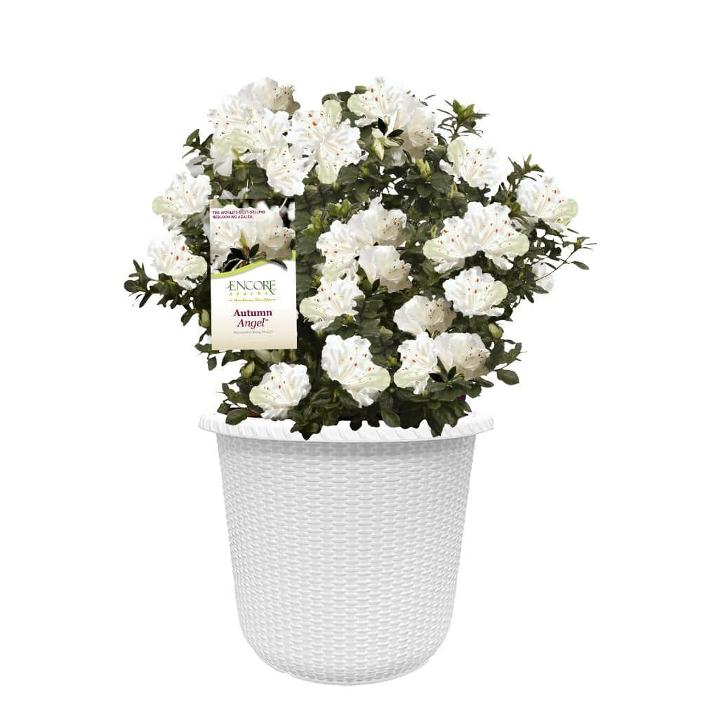 ENCORE AZALEA 2 Gal. Autumn Angel Azalea Shrub with White Flowers