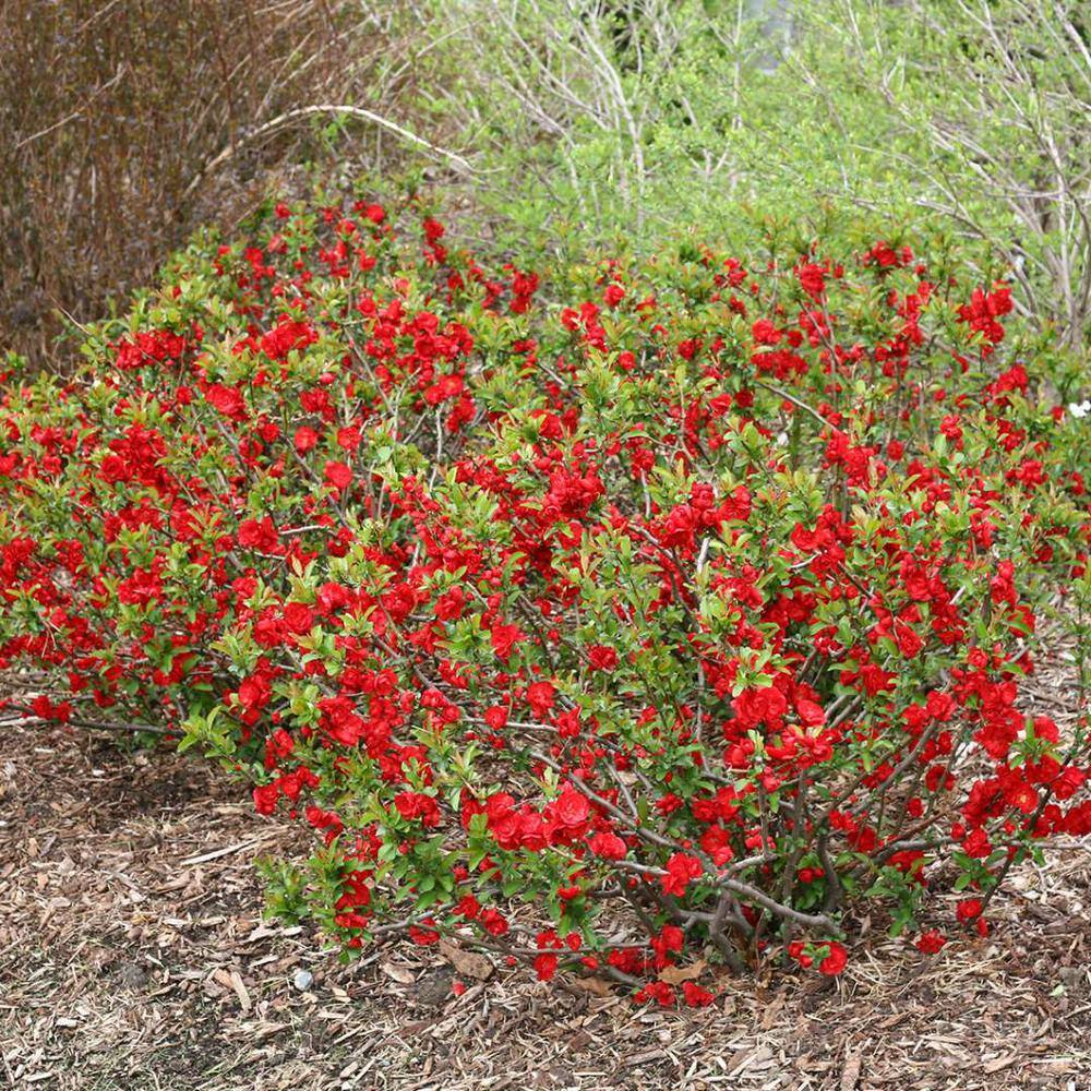 PROVEN WINNERS 2 Gal. Double Take Scarlet Quince Flowering Shrub with ...