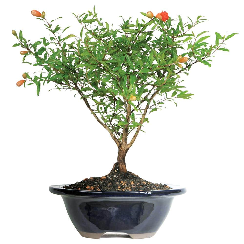 Pomegranate