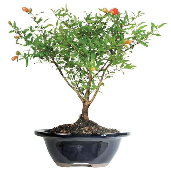Pomegranate