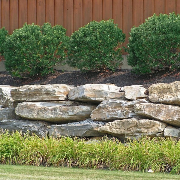 national PLANT NETWORK 2.25 Gal. Holly Inkberry Shamrock Shrub