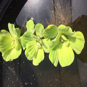 3 Water Lettuce Parrot Feather Floating Live Pond Plants 3 Water Hyancinth Bundle