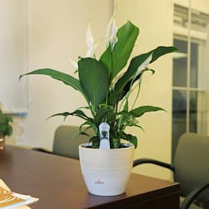 10 in. Spathiphyllum Peace Lily in White Plastic Deco Pot